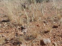 Enneapogon scoparius