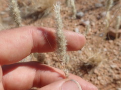 Enneapogon scoparius