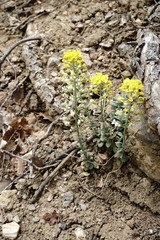 Alyssum calycocarpum