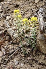 Alyssum calycocarpum