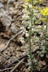 Alyssum calycocarpum