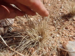 Enneapogon scoparius