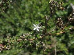 Wahlenbergia tenella