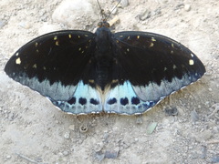Lexias