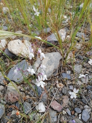 Linaria nigricans