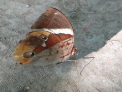 Thauria lathyi