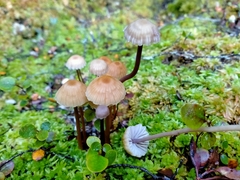 Laccaria masoniae