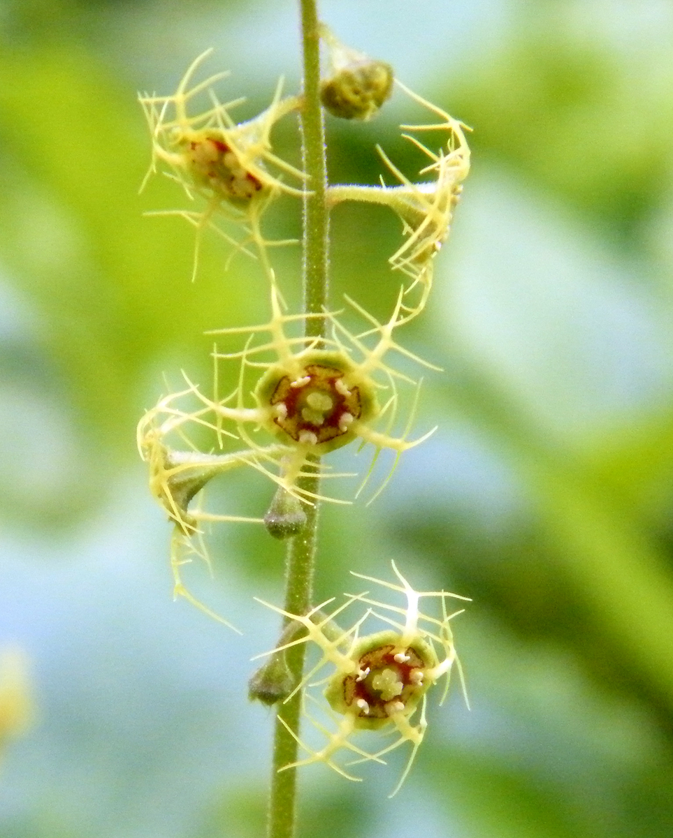 Mitella pentandra