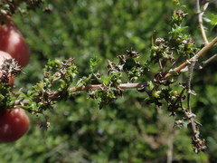 Wahlenbergia tenella