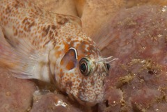 Chalaroderma ocellata