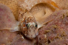 Chalaroderma ocellata