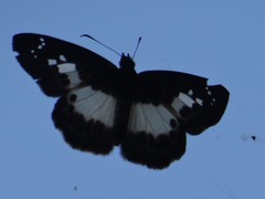 Gerosis