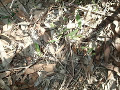 Billardiera mutabilis