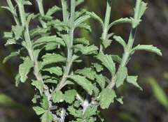 Sideritis pusilla