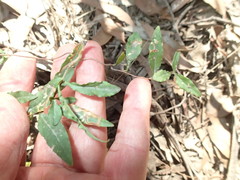 Billardiera mutabilis