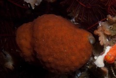 Alcyonidium nodosum