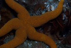 Fromia schultzei