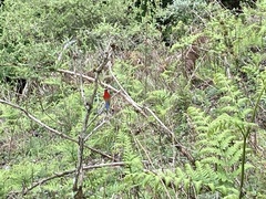 Aethopyga gouldiae