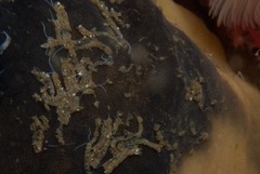 Polydorella