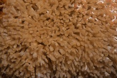 Margaretta levinseni