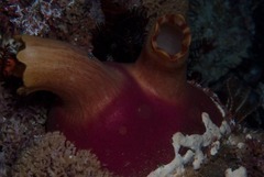 Ascidia incrassata