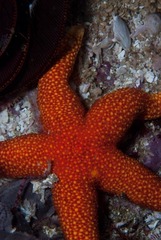 Fromia schultzei