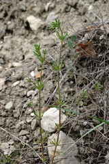 Galium tenuissimum