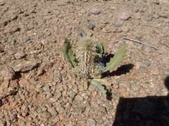 Acanthopsis hoffmannseggiana