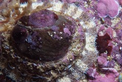 Crepidula porcellana