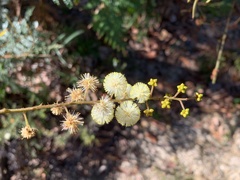 Acacia terminalis