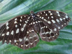 Lexias pardalis jadeitina