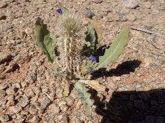 Acanthopsis hoffmannseggiana
