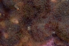 Entoprocta