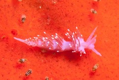 Paraflabellina funeka