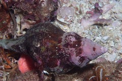 Lugubrilaria lugubris