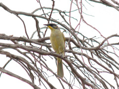 Lichenostomus cratitius