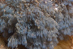 Virididentula dentata