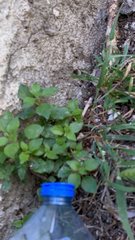 Parietaria judaica