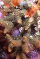Turbicellepora
