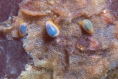Gibberula dulcis