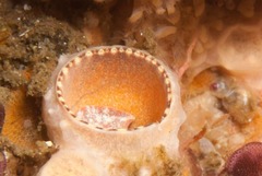 Thylacodes natalensis