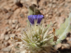 Acanthopsis hoffmannseggiana