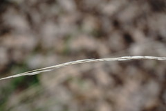 Achnatherum bromoides