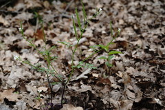 Cardamine graeca