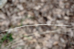 Achnatherum bromoides