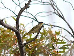 Lichenostomus cratitius
