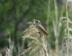 Acrocephalus orientalis