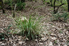 Achnatherum bromoides