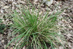 Achnatherum bromoides