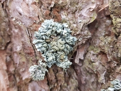 Hypogymnia farinacea